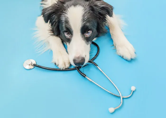 Fieldstone Animal Hospital 4