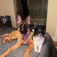 Community Animal Hospital ico