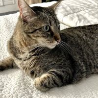 Putnam Veterinary Clinic ico