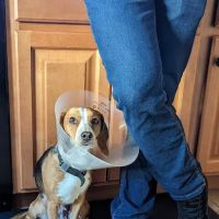 Lily Lerner Spay/Neuter Clinic ico