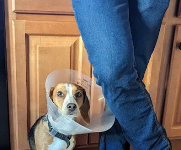 Lily Lerner Spay/Neuter Clinic