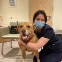 Foster Hospital for Small Animals ico