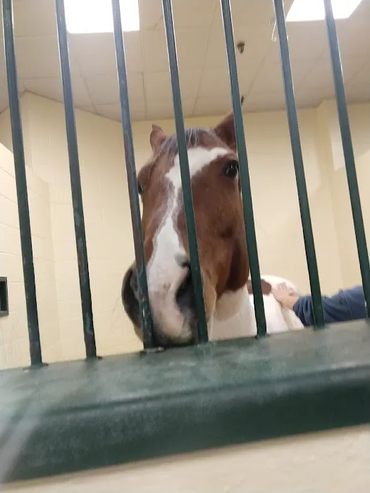 Tufts Animal Behavior Clinic 3