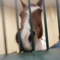 Tufts Animal Behavior Clinic ico