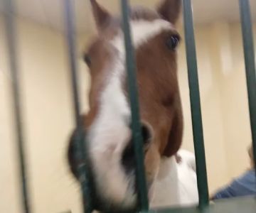 Tufts Animal Behavior Clinic