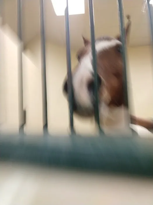 Tufts Animal Behavior Clinic 4