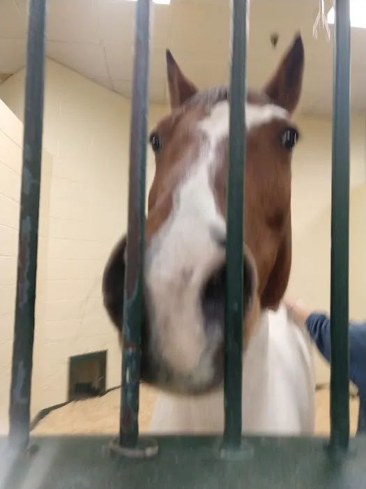 Tufts Animal Behavior Clinic 6