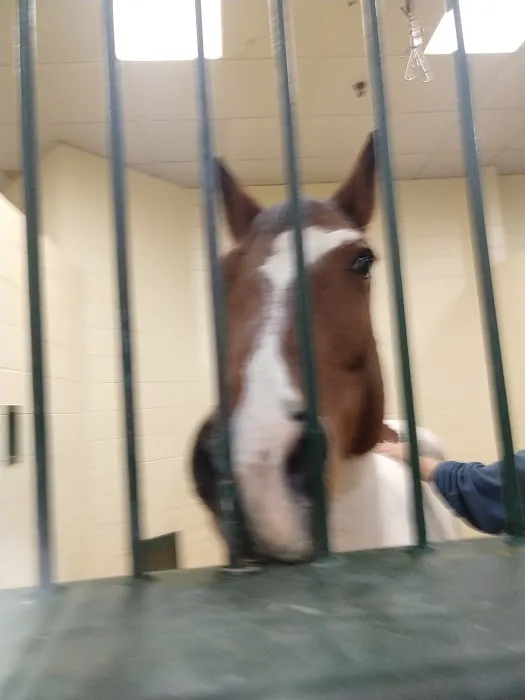 Tufts Animal Behavior Clinic 2
