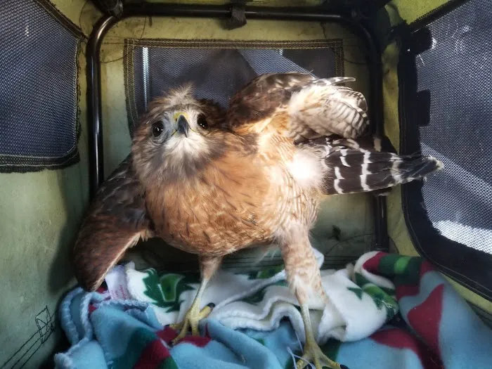 Tufts Wildlife Clinic 3