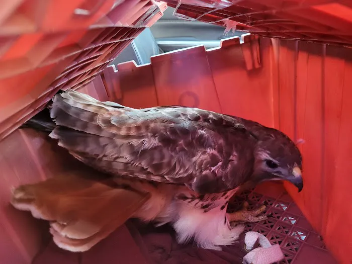 Tufts Wildlife Clinic 10
