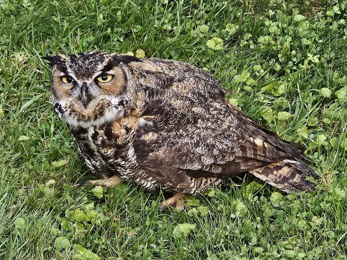 Tufts Wildlife Clinic 9