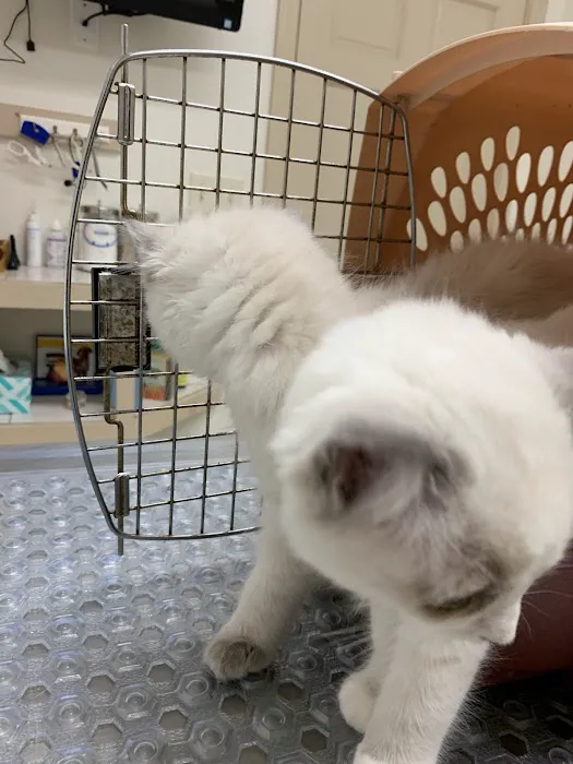 Clinton Veterinary Hospital 7