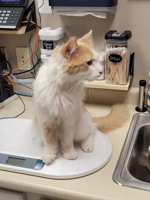 Leominster Animal Hospital 7