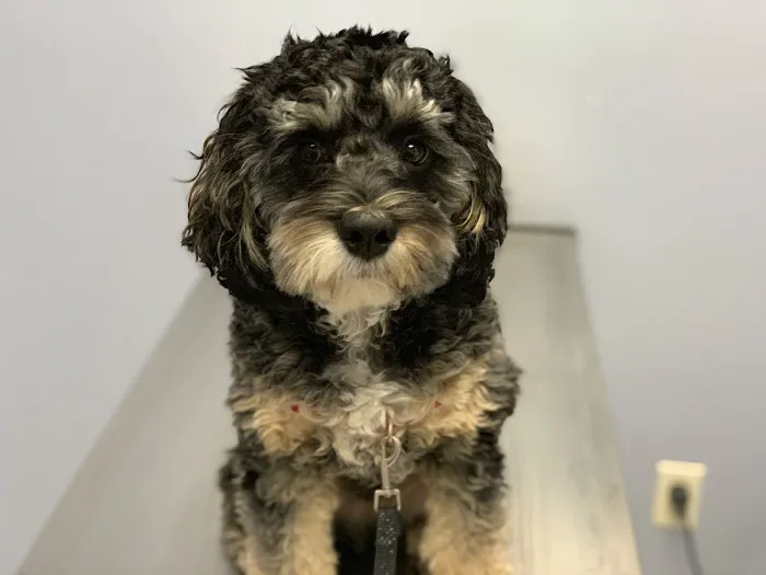 Leominster Animal Hospital 5
