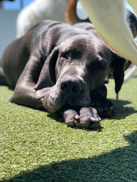 VCA Lancaster Animal Hospital 5