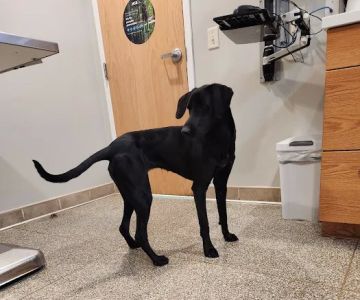 VCA Lancaster Animal Hospital
