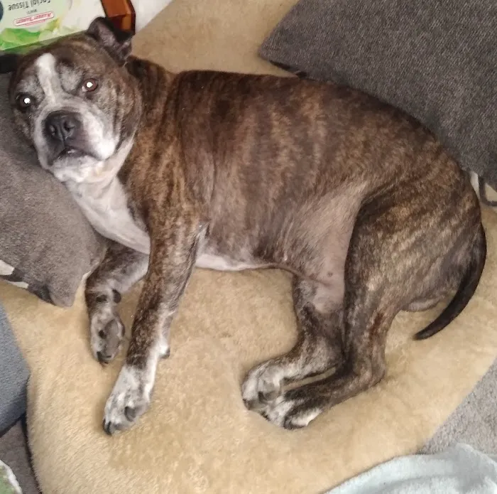 Banfield Pet Hospital 7