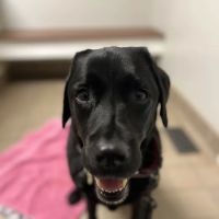 Integrative Animal Health ico