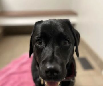 Integrative Animal Health