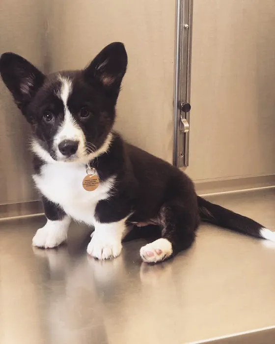 Fallon Animal Clinic Inc 7