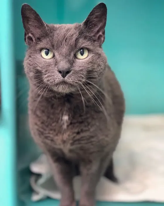 Fallon Animal Clinic Inc 1