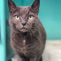Fallon Animal Clinic Inc ico