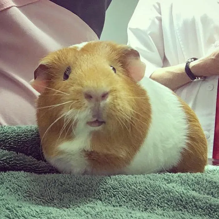 Sulin, Melissa J DVM - First Choice Veterinary Care, Inc. 10