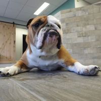 First Choice Veterinary Care, Inc. ico