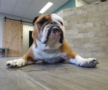 First Choice Veterinary Care, Inc.