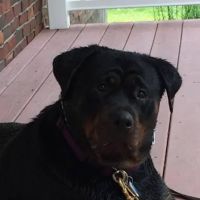 Keep 'Em Healthy Veterinary Clinic ico