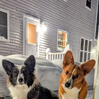 Jaffrey-Rindge Veterinary Hospital ico
