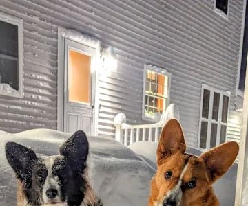 Jaffrey-Rindge Veterinary Hospital