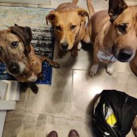Cambridge Valley Veterinary Hospital ico