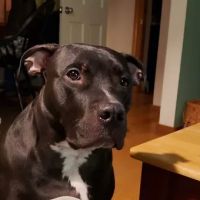 Borador Animal Hospital ico
