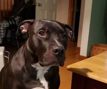 Borador Animal Hospital