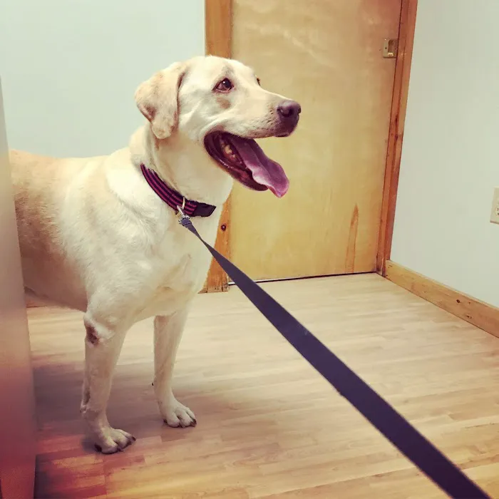 Borador Animal Hospital 9