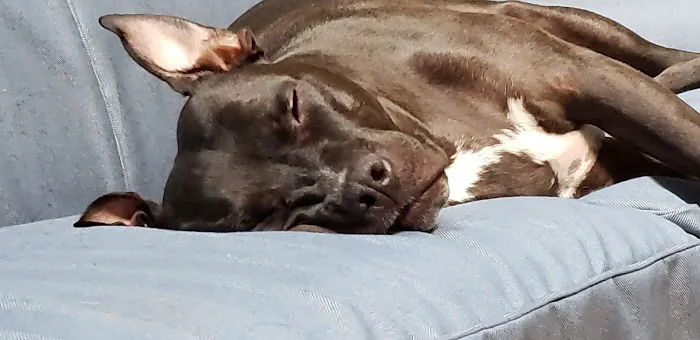 Borador Animal Hospital 8