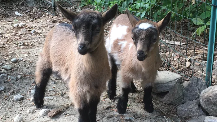 Goat Veterinary Services 1