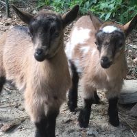 Goat Veterinary Services ico