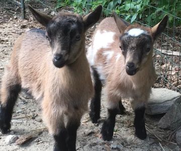 Goat Veterinary Services