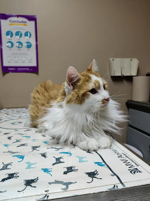 Northern Rhode Island Animal Hospital, A Thrive Pet Healthcare Partner 2