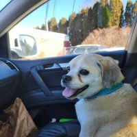 Northern Rhode Island Animal Hospital, A Thrive Pet Healthcare Partner ico