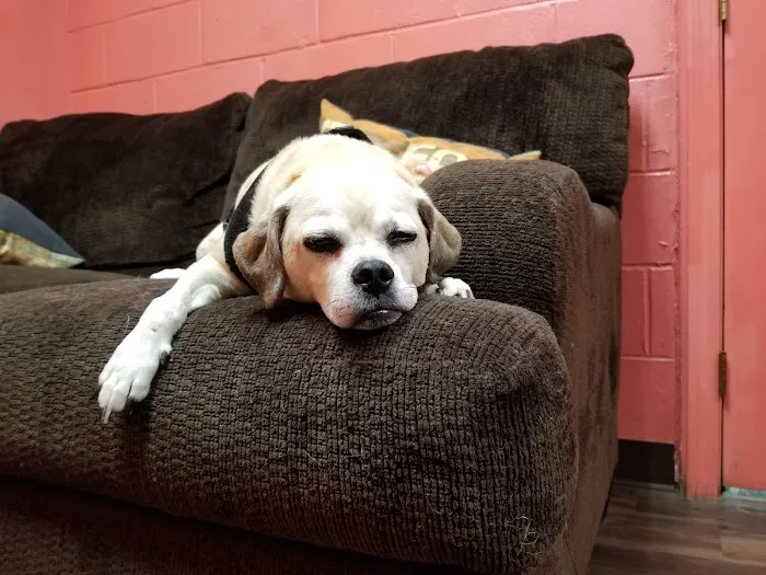 Northern Rhode Island Animal Hospital, A Thrive Pet Healthcare Partner 5