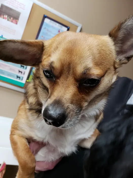 Northern Rhode Island Animal Hospital, A Thrive Pet Healthcare Partner 3