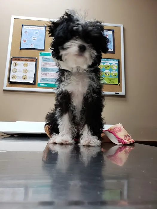 Northern Rhode Island Animal Hospital, A Thrive Pet Healthcare Partner 8