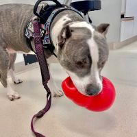 Metrowest Veterinary Associates ico