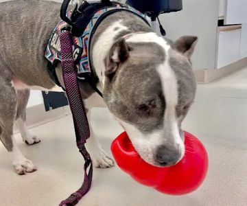 Metrowest Veterinary Associates