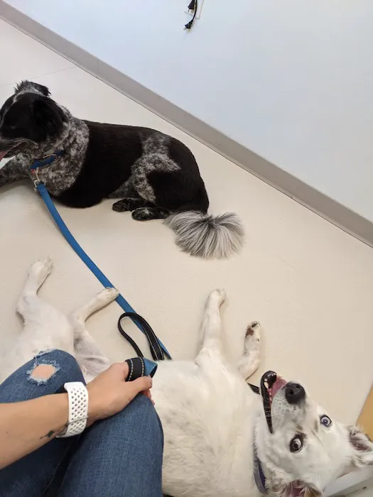 Metrowest Veterinary Associates 4