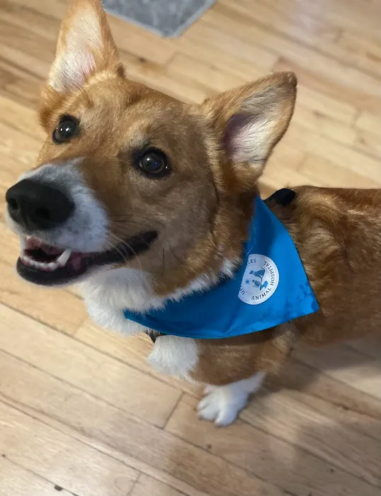Upper Charles Animal Hospital 2