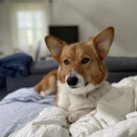 Upper Charles Animal Hospital ico